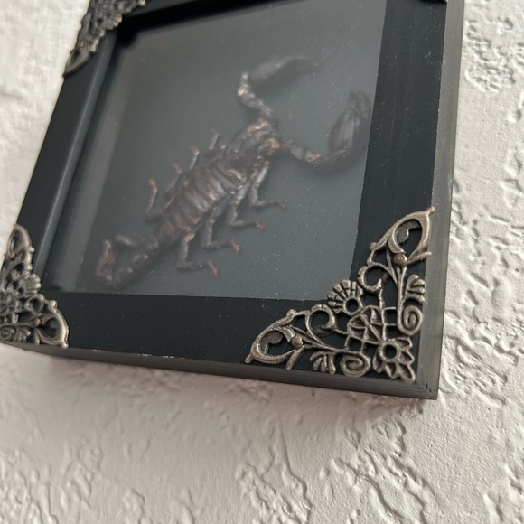 Black Framed Scorpion Decor ~ REAL Insect Specimen - Picture 2 of 3